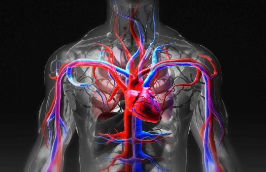 practical anatomy and surgical education2